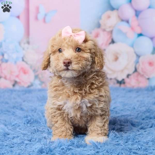 Sally, Mini Aussiedoodle Puppy